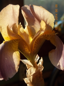 New iris I dug from roadside last week. It's now Eagle Mills for the name of the road.
