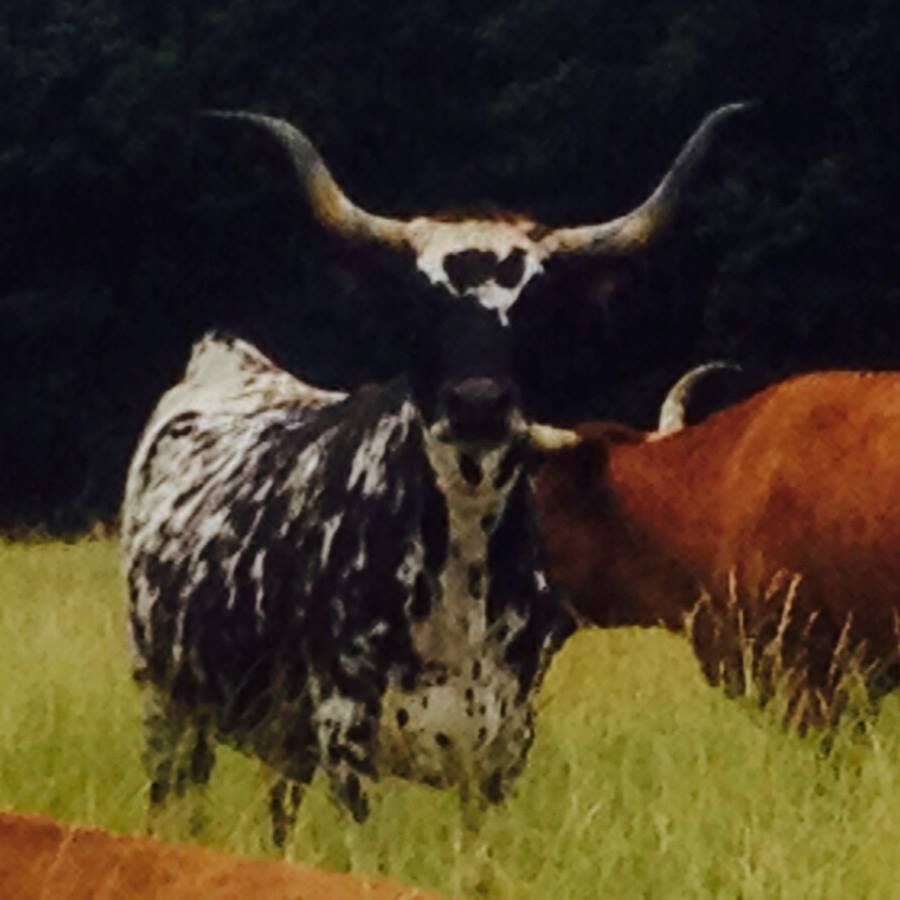 This glamorous longhorn mama lives around the corner from us and eats salad 24/7.
